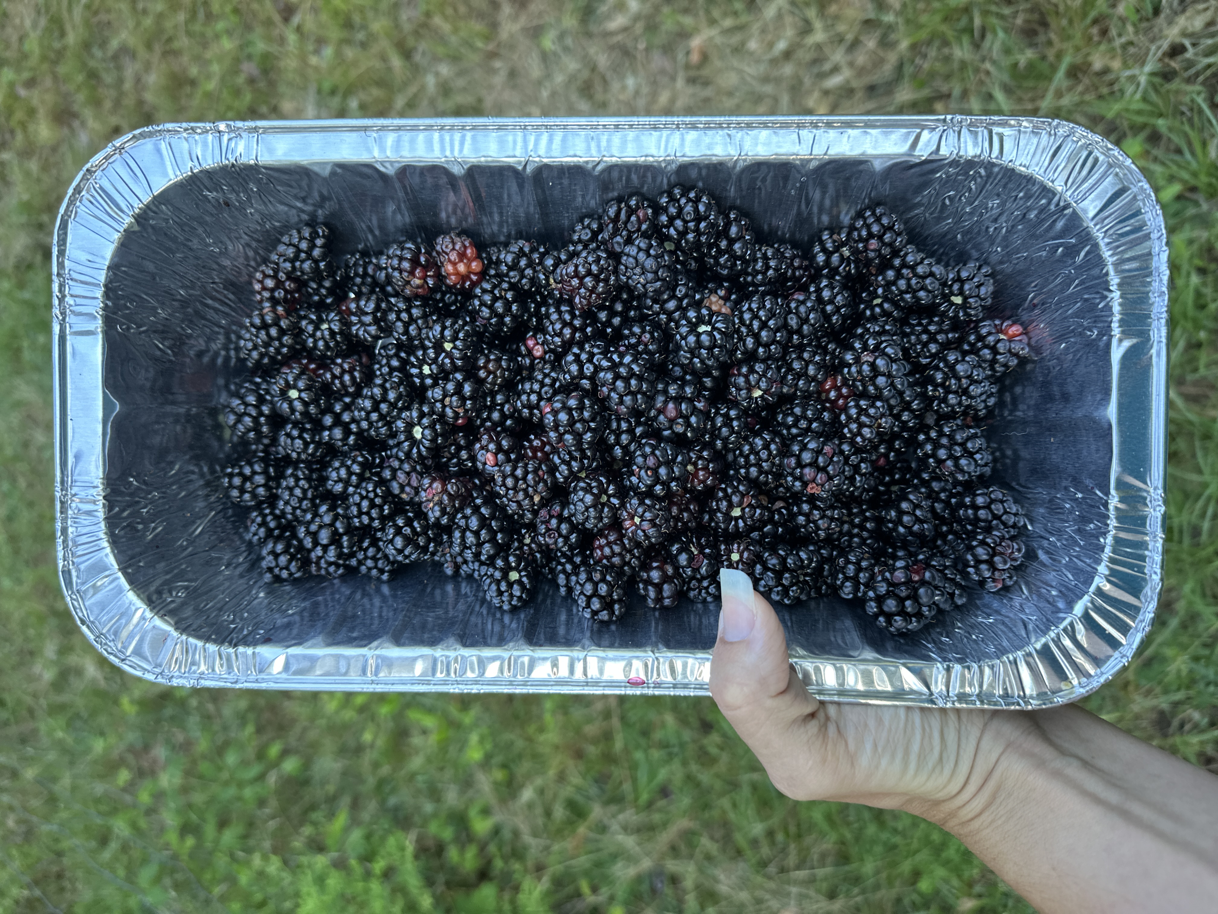 Fruit 25